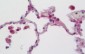 CCL3 / MIP-1-Alpha Antibody (aa26-75)